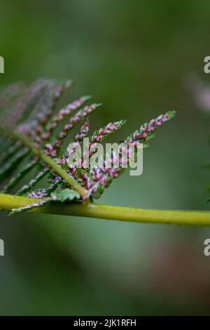 Fern. A detail of the tip of a branch on a fern. Taken close up, the image shows the fine details of the elegance and grace of these plants. Stock Photo