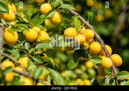 ripe mirabelle plums on tree Stock Photo