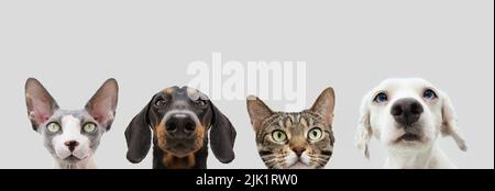 Banner four pets,  cat and dog looking. Isolated on white gray background Stock Photo