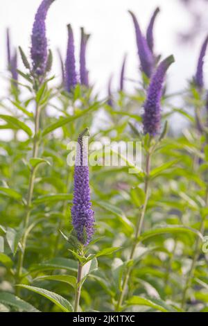 Long blue flowers Veronica spicata in a flower bed. Perennial herbaceous ornamental plant. Gardening and landscape design. Stock Photo