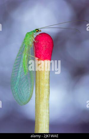 Pearl chrysopa, biological control of agricultural pests, posing on matchstick and colored background Stock Photo