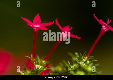 The blooming egyptian starcluster flower is red, shaped like a mini trumpet with star-shaped petals Stock Photo