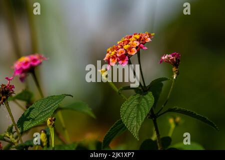 The lantana camara flower in bloom is a combination of orange and pink, the background of the green leaves is blurry Stock Photo