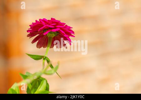The flower of the zinnia plant in bloom has pink petals with yellow pistils, isolated on a blurry background Stock Photo