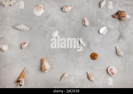 Sea shells pattern on gray background, copy space. Flat lay, top view, social media hero header template. Sea vacation and summer holidays abstract background Stock Photo