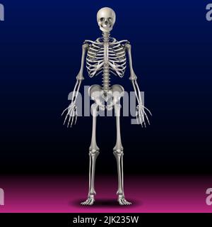 Skeleton - Bone - Skull - Illustration - Body - Hand - Art Stock Photo