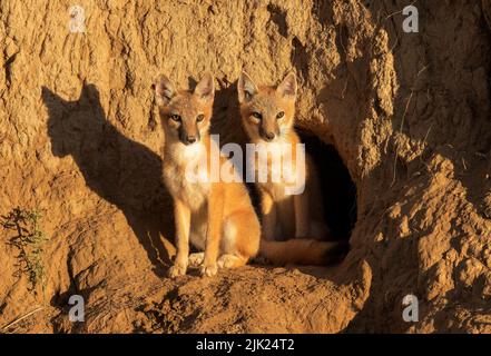 Swift-fox pups look curiously from their den Stock Photo