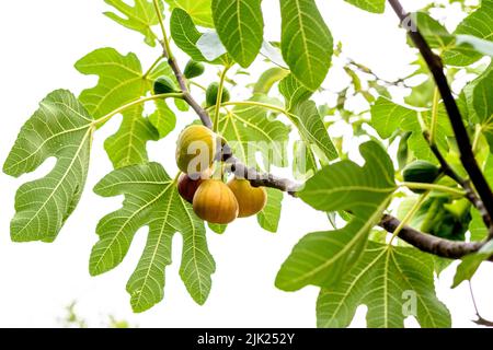 Ripe fig fruits on the tree. Closeup shot. Stock Photo
