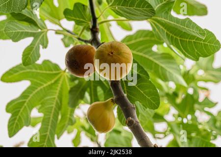 Ripe fig fruits on the tree. Closeup shot. Stock Photo