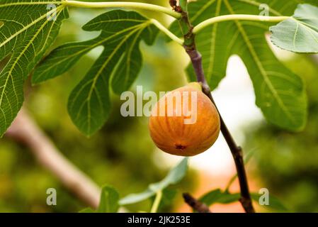 Ripe fig fruits on the tree. Closeup shot. Stock Photo