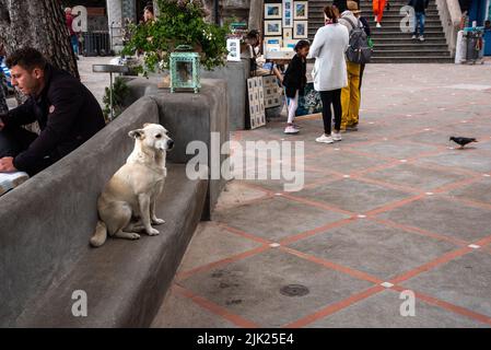 Dog sitting on a bench keeps watching for food, at the beach of Positano, Southern Italy Stock Photo
