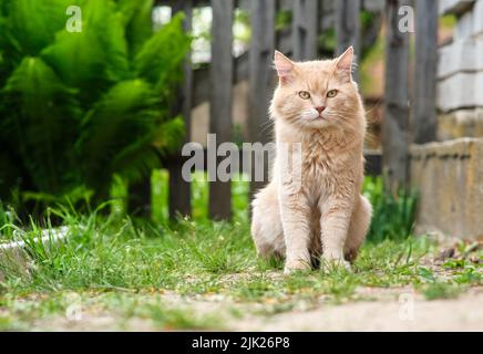 Red cat sits on the background of a green fern. Stock Photo