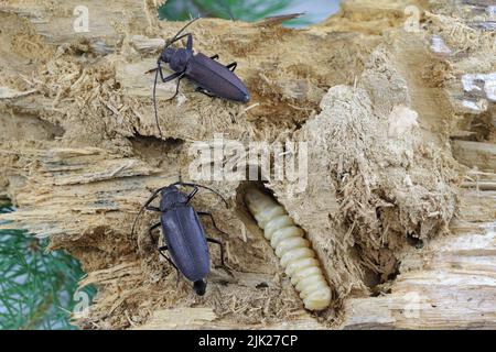 Carpenter longhorn, Long horned beetle (Ergates faber) female, male and larva on deadwood pine stump in were developing. Stock Photo