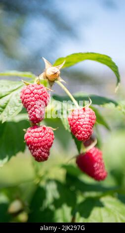 branch of ripe raspberries in a garden on blurred green background Stock Photo