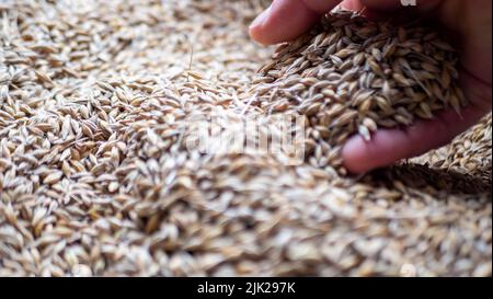 Man holding grains of malt in hands. Stock Photo