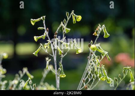 Aztec tobacco or strong tobacco growing in a flower bed in a city park in Norrköping during summer in Sweden. Stock Photo