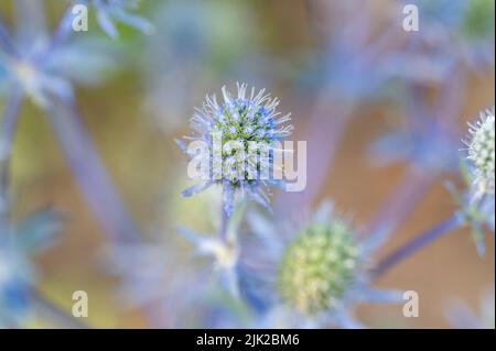 Sea Holly growing in a flower bed in a city park in Norrköping during summer in Sweden. Stock Photo