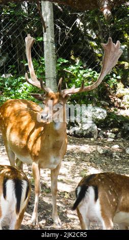 Portrait of deer in the nature close details Stock Photo