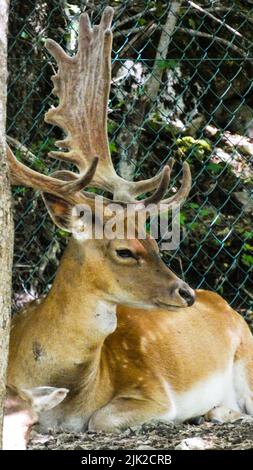 Portrait of deer in the nature close details Stock Photo