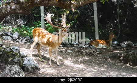 Portrait of deer in the nature close details Stock Photo