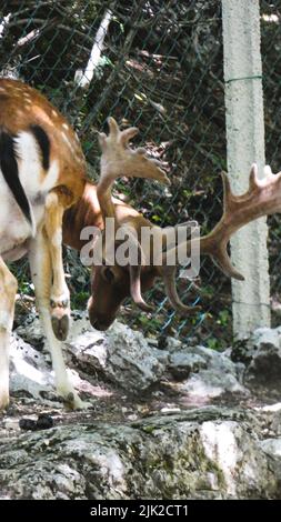 Portrait of deer in the nature close details Stock Photo