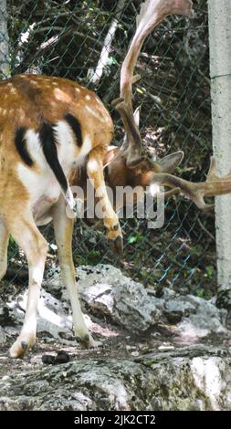 Portrait of deer in the nature close details Stock Photo