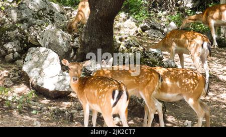 Portrait of deer in the nature close details Stock Photo