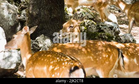 Portrait of deer in the nature close details Stock Photo