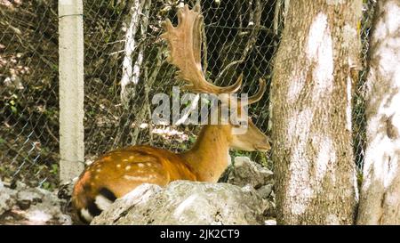 Portrait of deer in the nature close details Stock Photo