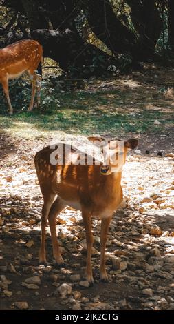 Portrait of deer in the nature close details Stock Photo