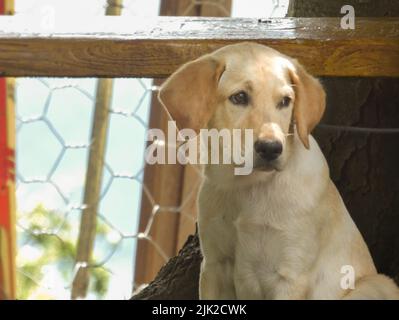 Golden Labrador Retriever puppy looking sad and sitting Stock Photo