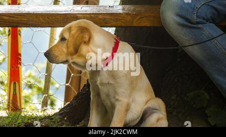 Golden Labrador Retriever puppy looking sad and sitting Stock Photo