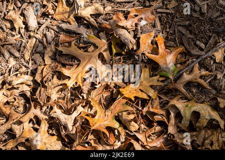 Autumn leaves lying on the ground Stock Photo