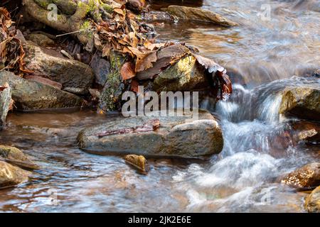 Autumn leaves lying on the watercourse Stock Photo