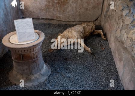 BOSCOREALE, ITALY - MAY 03, 2022 - A petrified pig in the ancient Roman farmhouse and vinery villa Regina in Boscoreale, Southern Italy Stock Photo