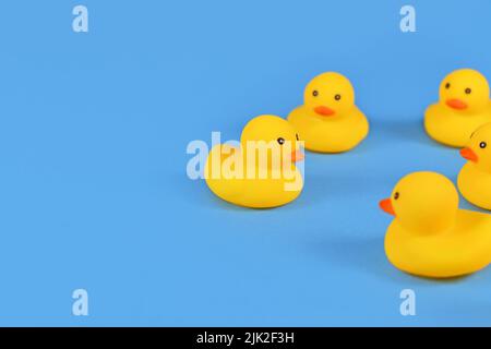 Yellow rubber ducks on blue background with copy space Stock Photo
