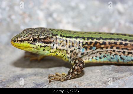 The Dalmatian wall lizard (Podarcis melisellensis) in natural habitat Stock Photo