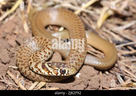 The Balkan whip snake (Hierophis gemonensis) juvenile in natural habitat Stock Photo