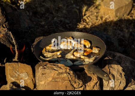 Frying fish in oil in a pan in the camp Stock Photo