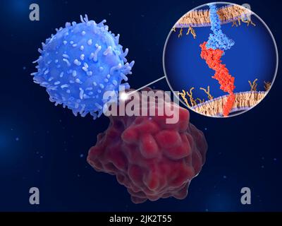 Illustration of immune checkpoints, regulators of the immune system. The interaction between PD-L1 (programmed cell death 1 ligand 1, red molecule) on the surface of a cancer cell (red) and the immune checkpoint PD-1 (programmed cell death protein 1, blue molecule) on a T-cell (blue) inhibits T-cell killing of tumour cells. Stock Photo