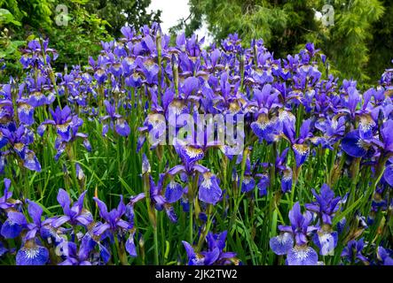 Purple Siberian Iris, Iris sibirica, in the garden. Stock Photo