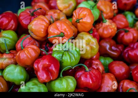 Assorted and Colorful Rocotillo Peppers (Capsicum chinense) for sale at Belen Market in Peru Stock Photo