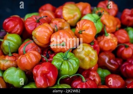 Assorted and Colorful Rocotillo Peppers (Capsicum chinense) for sale at Belen Market in Peru Stock Photo