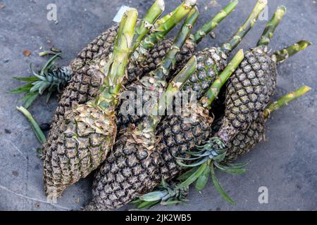 Jungle pineapples (Ananas comoisus) for sale at Belen Market in Peru Stock Photo