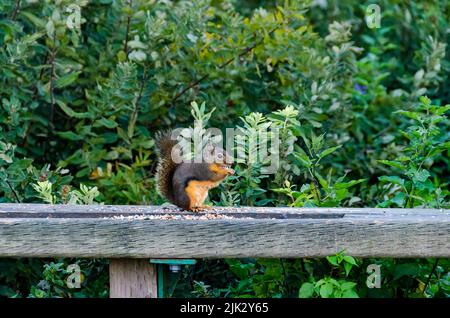 Fox squirrel (Sciurus niger) squirrel sitting on a seed feeder on a walk in the forest Stock Photo