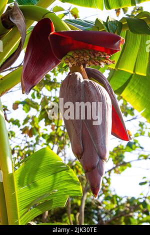 banana blossom or jantung pisang or Musa Paradisiaca on tree Stock Photo