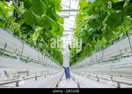 Young professional female farmer using tablet, controlling cultivation system in greenhouse. Female gardener analyzing health and growth of cucumbers Stock Photo