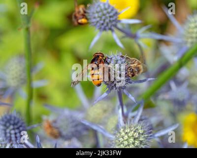 Volucella zonaria Hornet Hoverfly feeding on sea holly late July Stock Photo