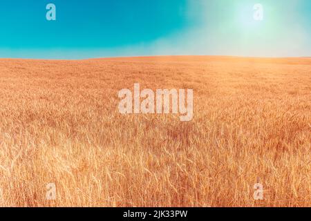 Endless cornfield, corn chamber in Montana, USA Stock Photo