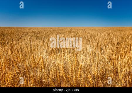 Endless cornfield, corn chamber in Montana, USA Stock Photo